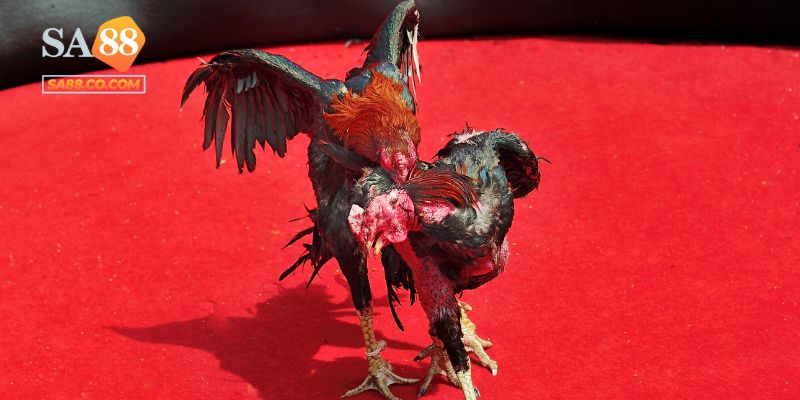Làm sao để đặt cược đá gà cựa sắt tại Sa88?