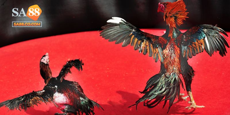 Giới thiệu tổng quan đá gà cựa sắt Sa88