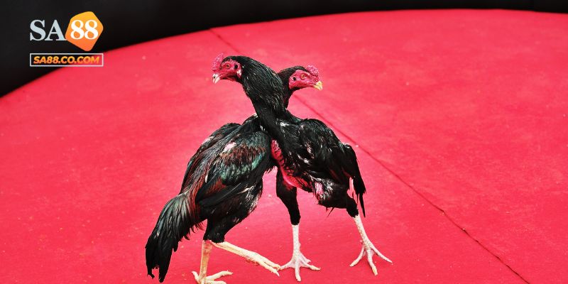 Đá Gà Cựa Sắt Sa88 - Hình Thức Cá Cược Được Mong Chờ Nhất
