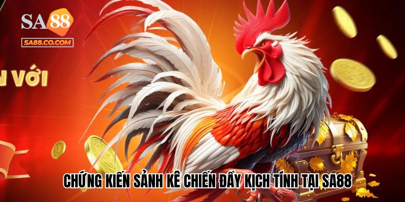 Chứng kiến sảnh Kê chiến đầy kịch tính tại Sa88