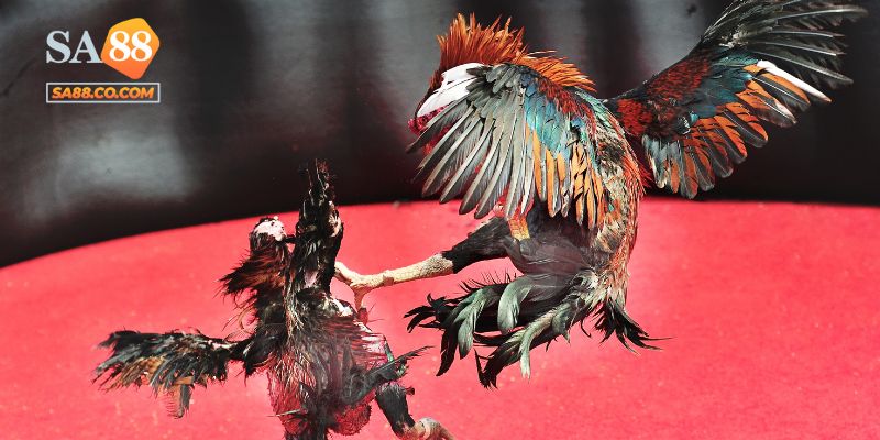 Tìm hiểu sơ bộ về đá gà Thomo Sa88