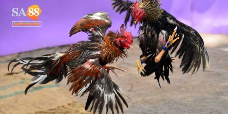 Đá Gà Thomo Sa88 - Lựa Chọn Cá Cược Đỉnh Cao 2025